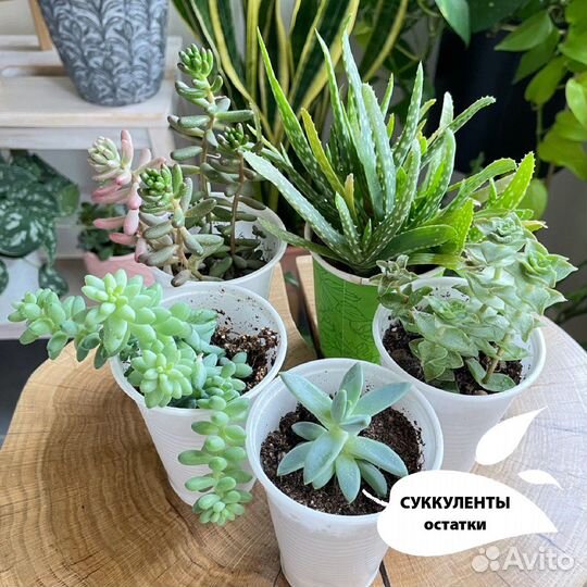 Суккуленты (остатки)