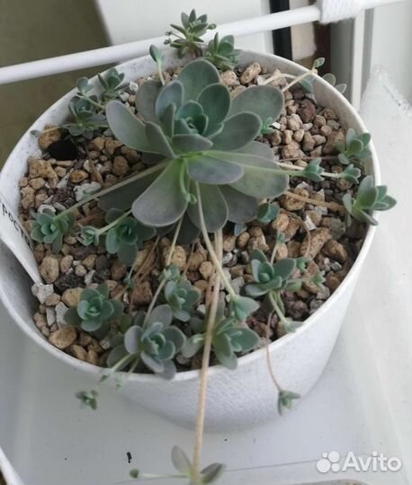 Суккуленты