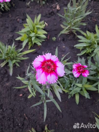 Гвоздика многолетняя