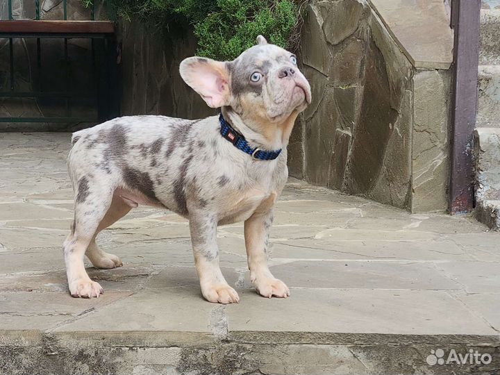 Лиловый мальчик