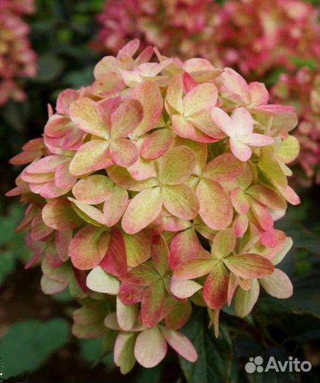 Гортензия метельчатая