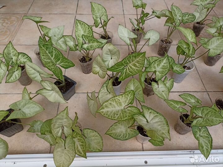 Сингониум (лиана)