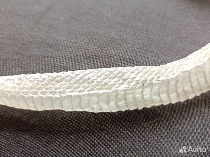 Кожа змеи после линьки