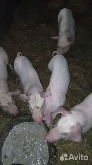 Поросята