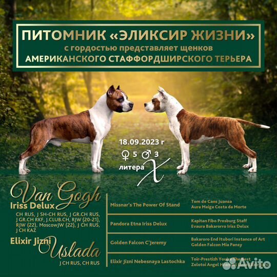 Стаффордширский терьер щенки щенок