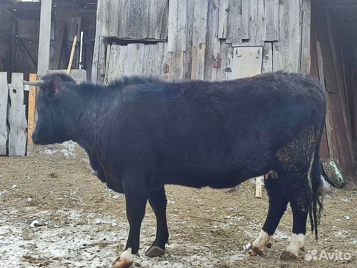 Продаётся телка