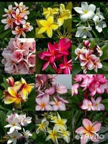 Плюмерия, микс