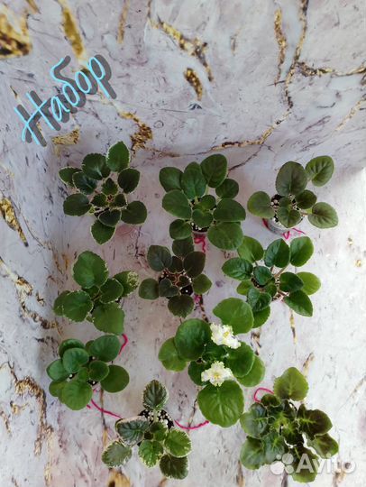 Сортовые фиалки