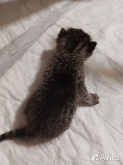 Британские котята