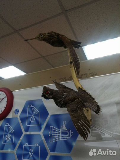 Чучело птицы