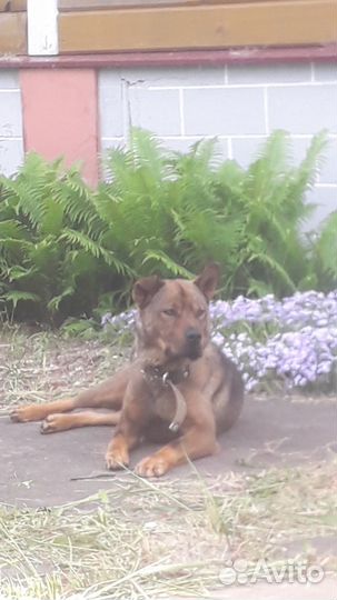 Вязка кобель