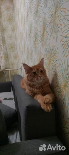 Мейн-кун вязка