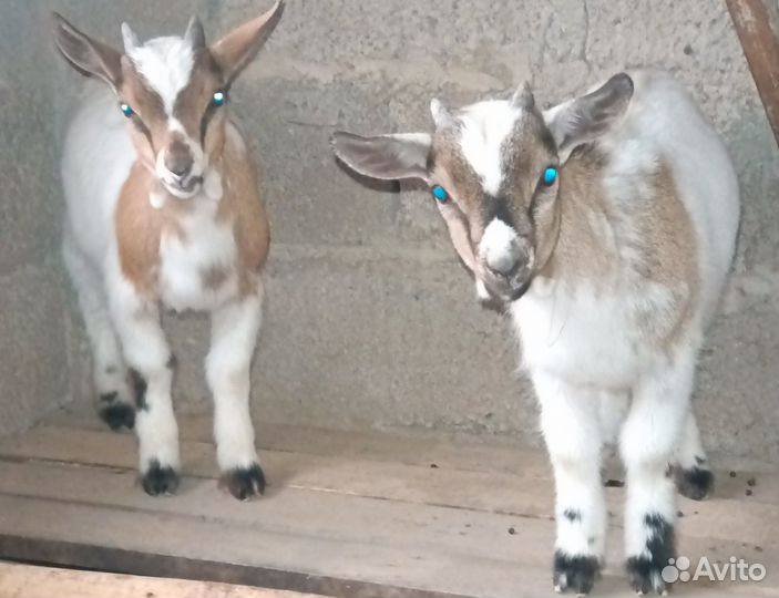 Карликовые камеруно-нигерийские козлята