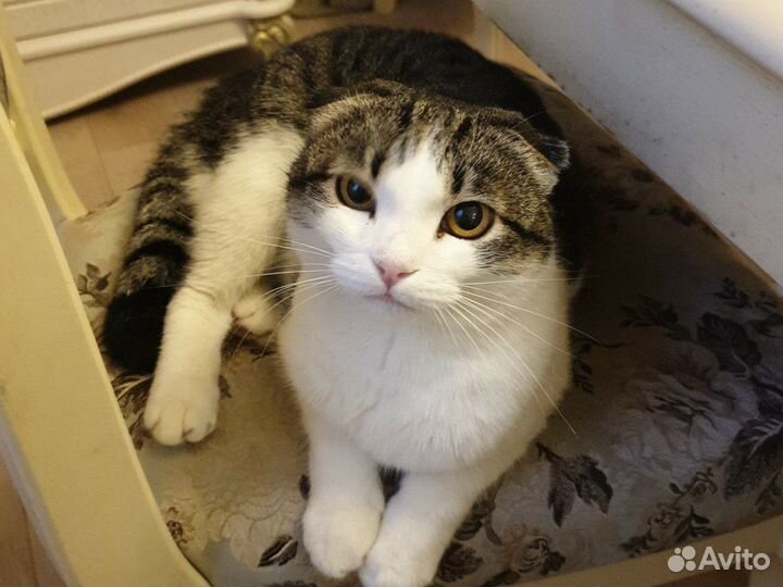 Кошка в дар бесплатно