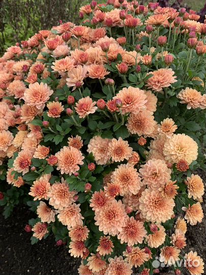 Хризантемы мультифлора