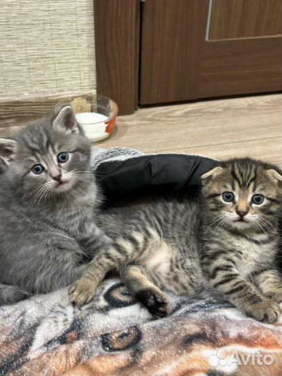 Шотландские котята