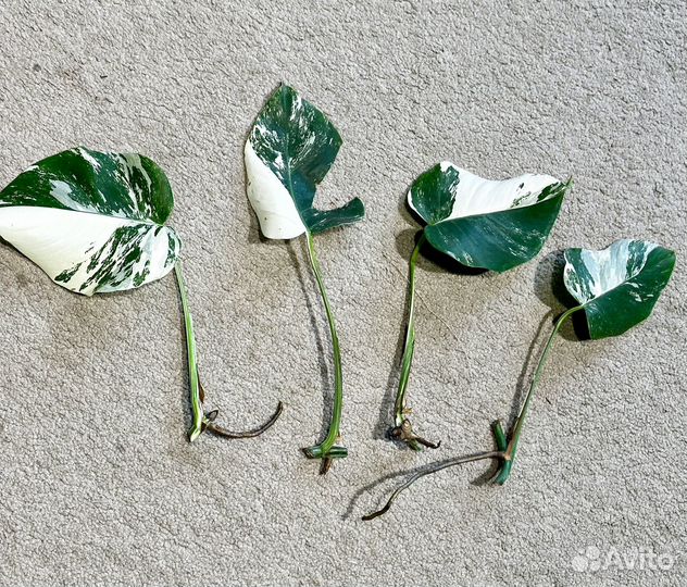 Монстера Альба