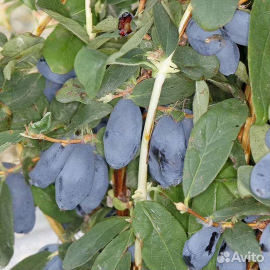 Жимолость Канадская