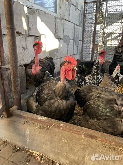 Петух породы голошейка