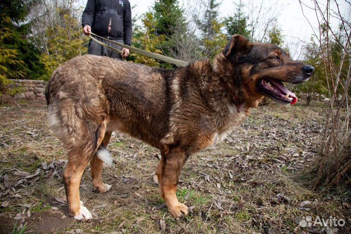 Дик ищет дом