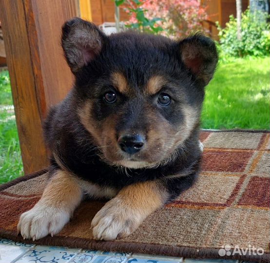 Отдаем щенков в добрые руки, 1,5 мес