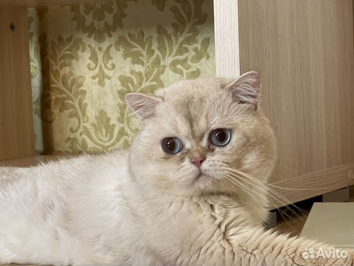 Британский котик