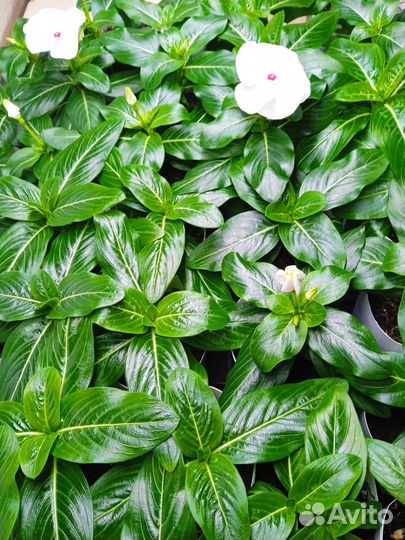 Катарантус рассада