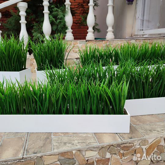 Зелень, трава Осока на основе и в ящике/кашпо Т