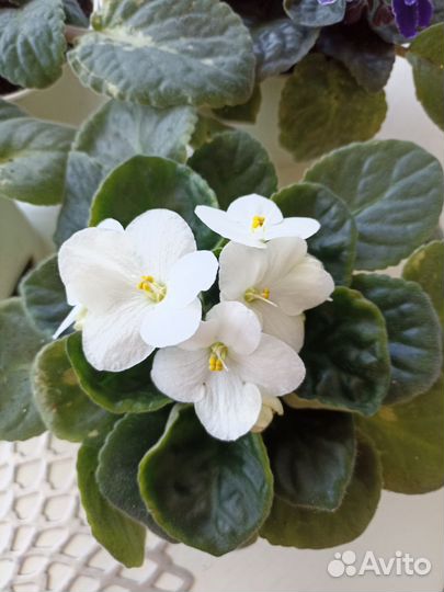 Фиалка в горшках