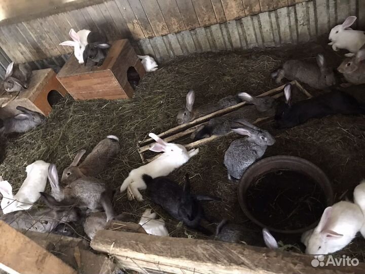 Кролики живьём или мясом