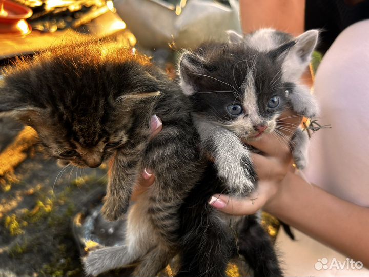 Самые лучшие котята