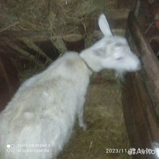 Козëл и две козы