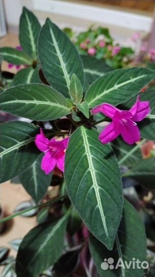 Цветы комнатные