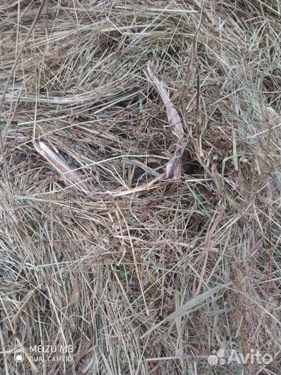 Сено в рулонах