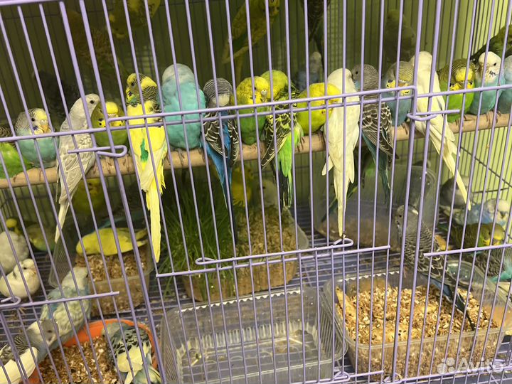 Волнистый попугай