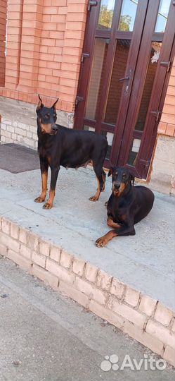 Собаки щенки добермана
