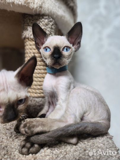 Волшебные котята 