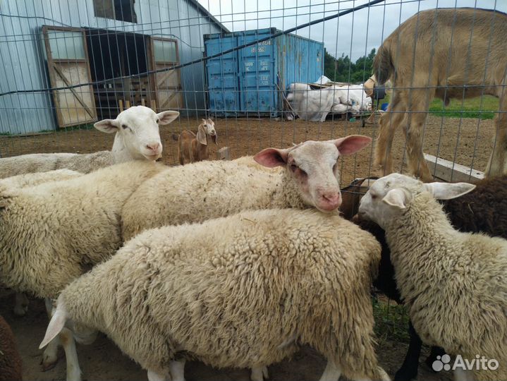 Продаются бараны кросы Дорпер-Шароле