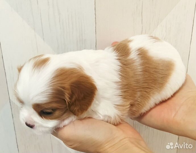 Кавалер кинг чарльз спаниель