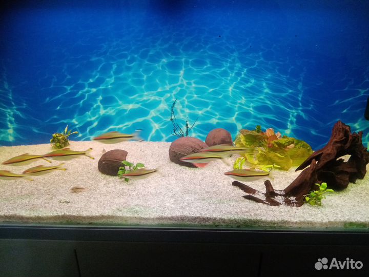 Барбус денисони