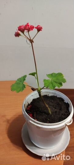 Комнатные цветы