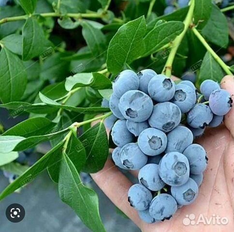 Саженцы голубики 2 летние