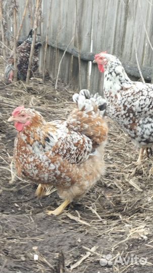 Яйца на инкубацию