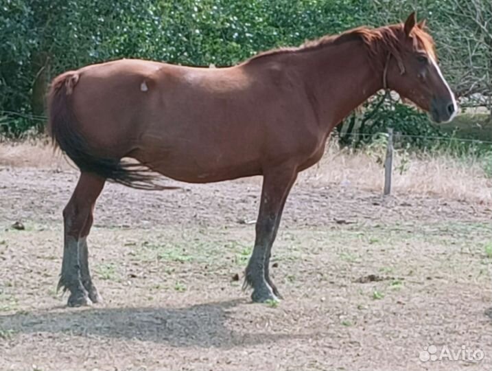 Лошадь жеребец