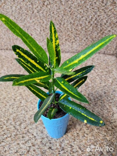 Кротон Сани стар