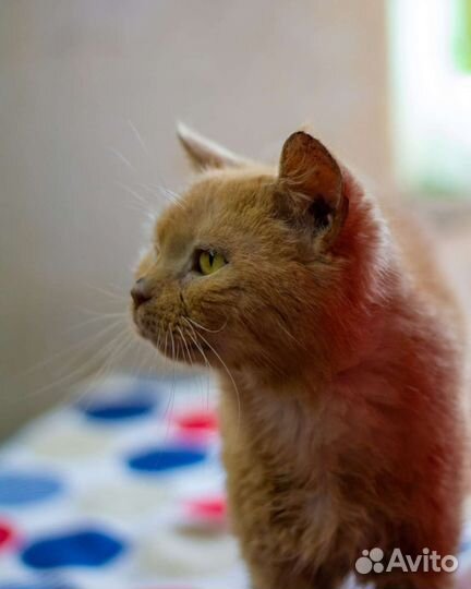 Кот Сеня