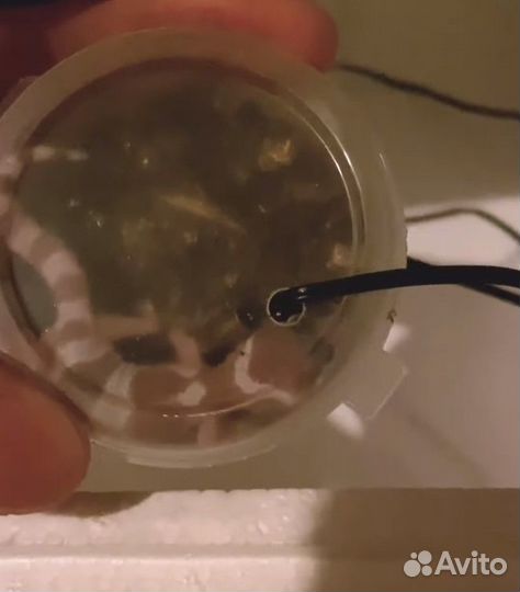 Инкубатор для рептилий