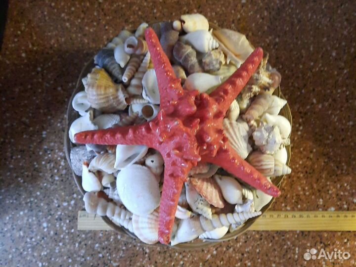 Набор ракушек морских раковин и морской звезды