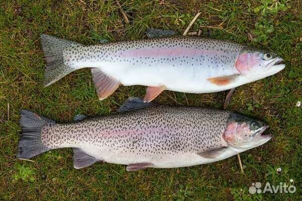 Продается живая форель