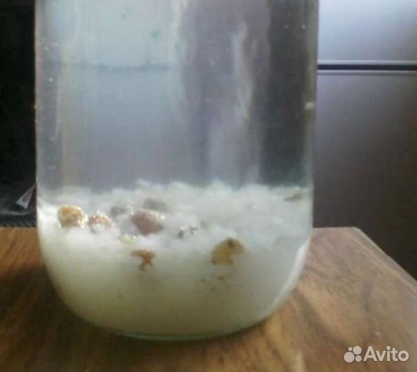 Индийский морской рис